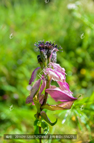 紫苞風(fēng)毛菊