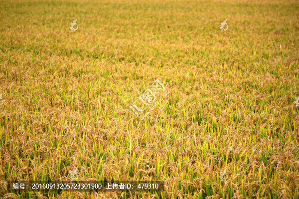 水稻田,稻子,稻穗,水稻