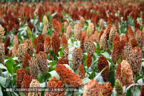 紅高粱,高粱,高粱地,高粱田