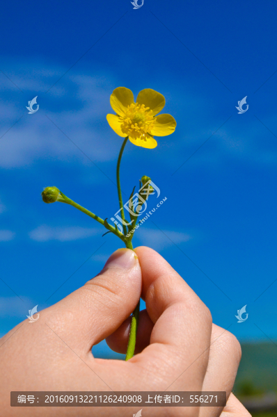 金蓮花