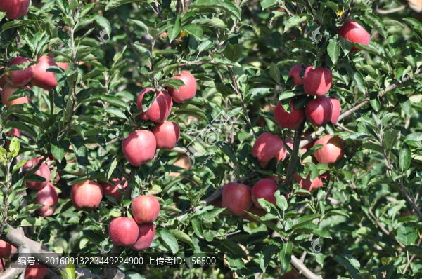 紅蘋果