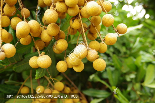 桂圓,果實(shí)