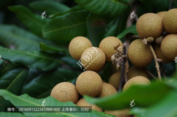 龍眼,果實(shí)