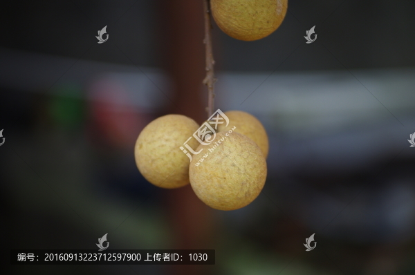 龍眼,果實(shí)