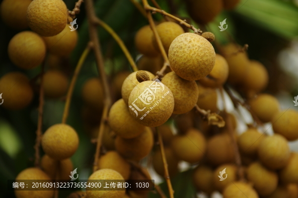 龍眼,果實(shí)