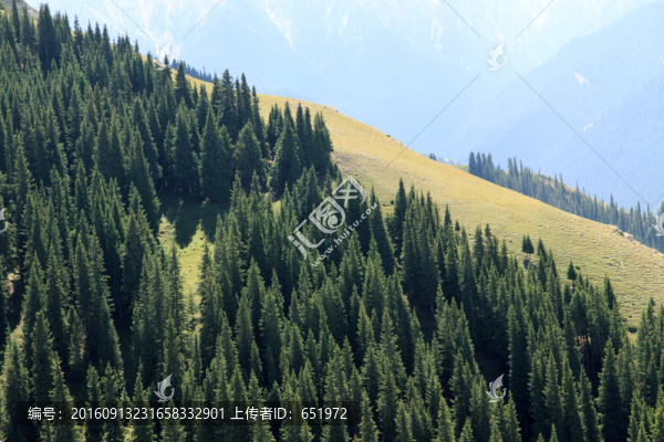 松樹林