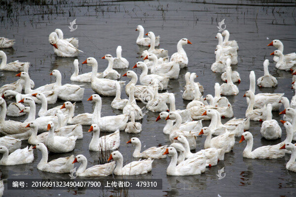 鵝,群鵝,雪白的鵝