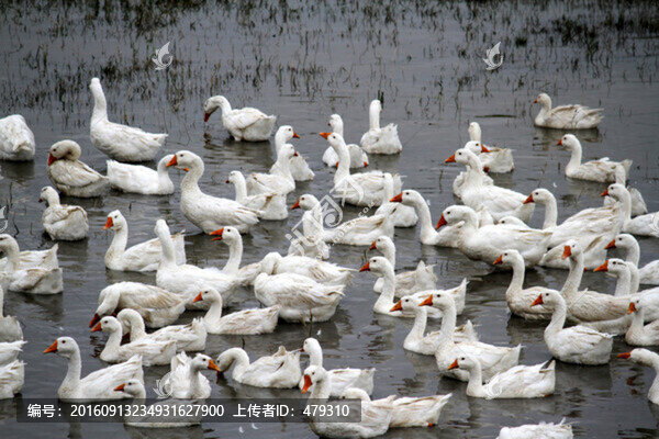 鵝,群鵝