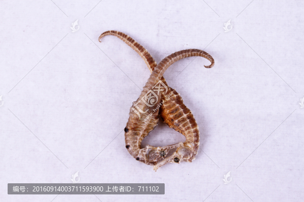 海馬