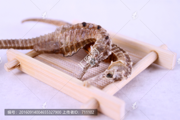 海馬