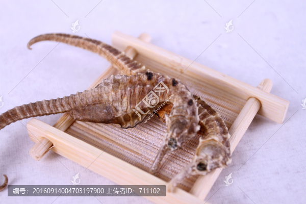 海馬