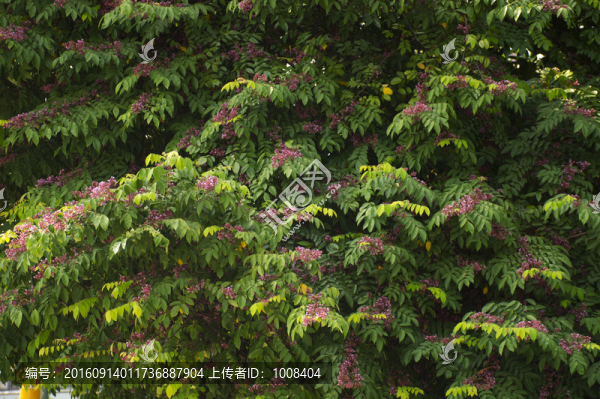 粉紅的楊桃樹小花