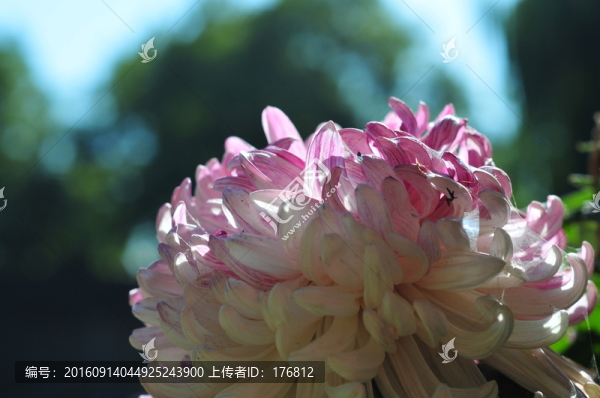 秋菊綻放