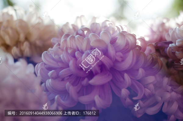 秋菊綻放