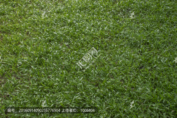 草地草坪綠草素材
