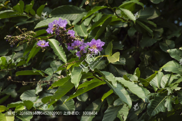大葉紫荊素材背景