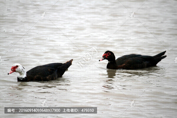 鄉(xiāng)村雁
