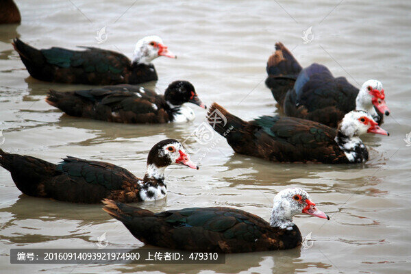 鄉(xiāng)村雁,雁,家禽,美食