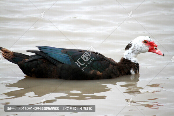 鄉(xiāng)村雁,雁,家禽,美食