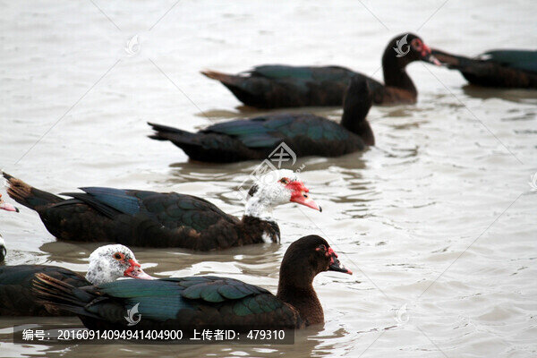 鄉(xiāng)村雁,雁,家禽,美食,養(yǎng)殖