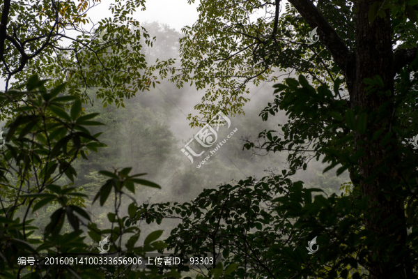 高山云霧
