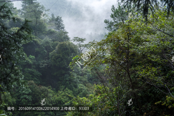 高山云霧