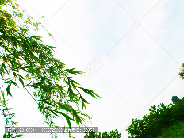 樹枝飄飄