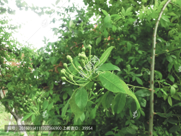 不知名的綠色植物