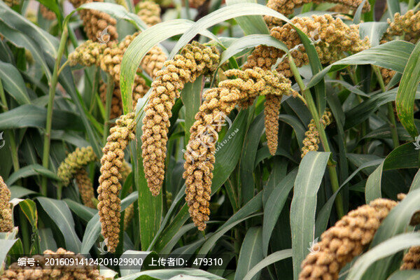 谷子,谷穗,五谷,谷子地,莊稼