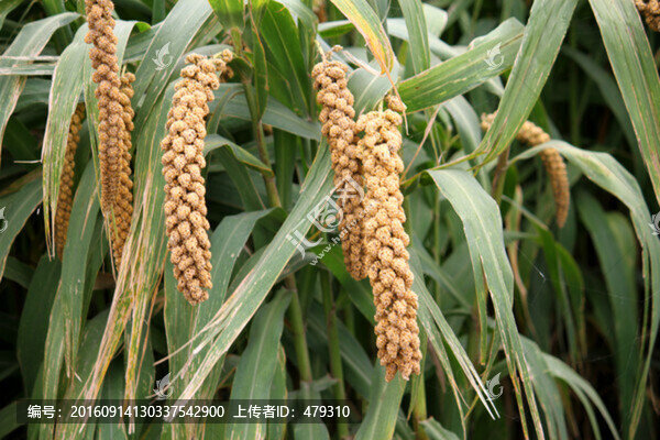 谷子,谷穗,五谷