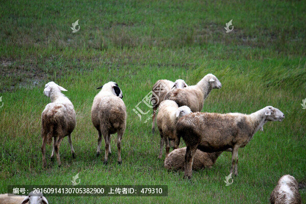 羊群,草原,牧區(qū),內(nèi)蒙,秋天