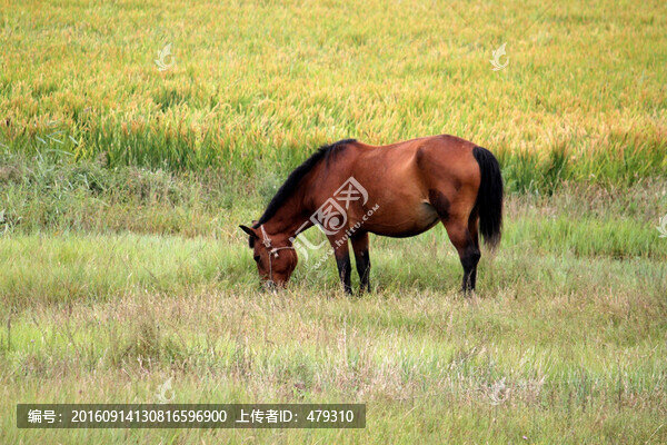 駿馬,稻田