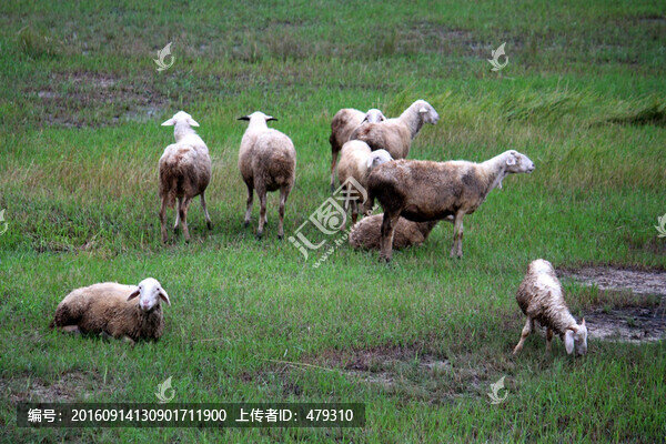 羊群,草原,牧區(qū),內(nèi)蒙,秋天