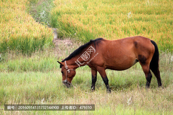 駿馬,稻田