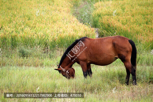 駿馬,稻田,草原
