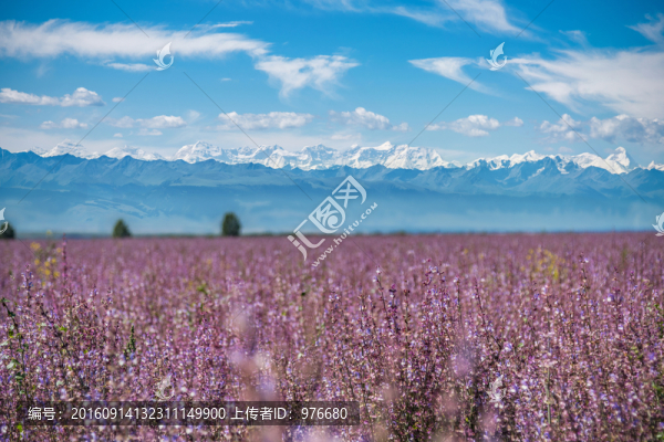 伊寧,紫蘇花海