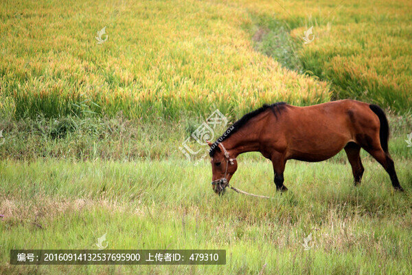 駿馬,稻田,草原,馬,動物