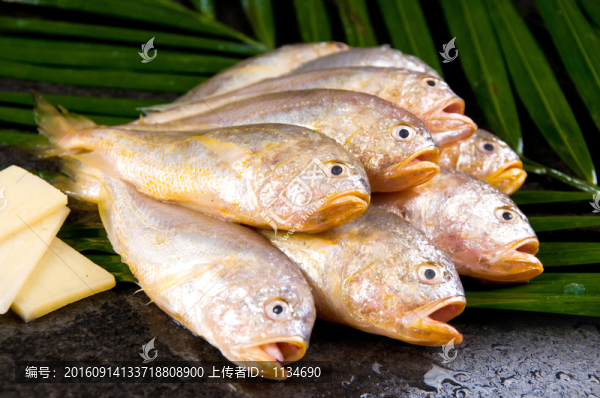 黃花魚,紅花桃,石首魚,江魚