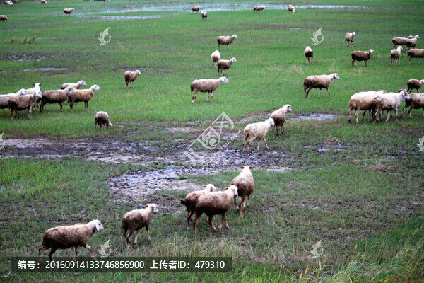 羊群,草原,牧區(qū),內(nèi)蒙,秋天