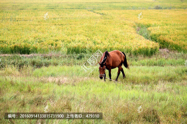 駿馬,稻田