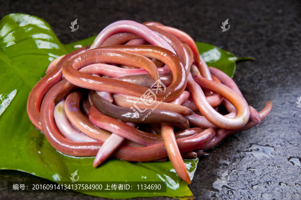血鱔魚,滋補(bǔ)魚類,海鮮菜牌