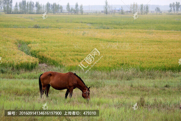 駿馬,稻田,草原,馬