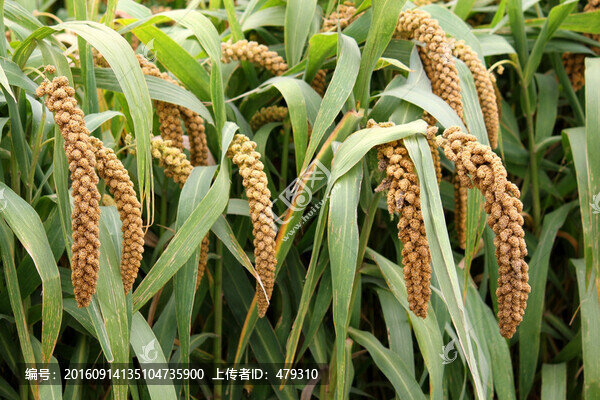 谷子,谷穗,五谷,谷子地,莊稼