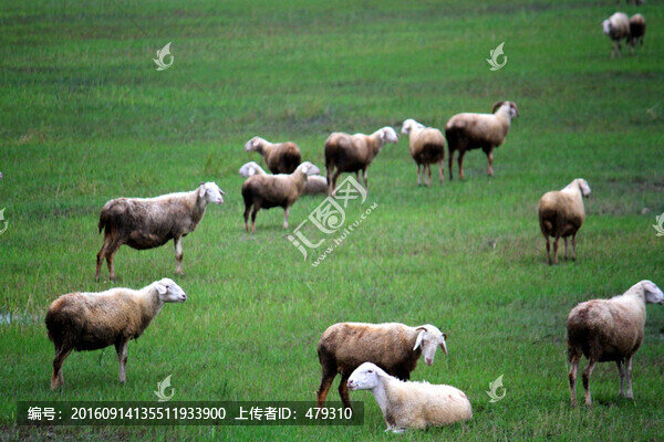 羊群,草原,牧區(qū),內(nèi)蒙,秋天