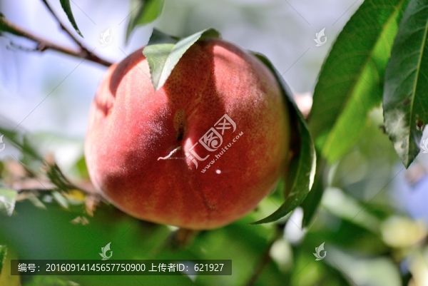 水蜜桃