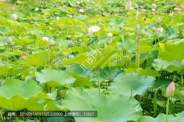 荷塘