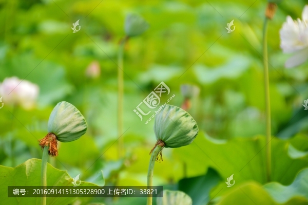 荷塘