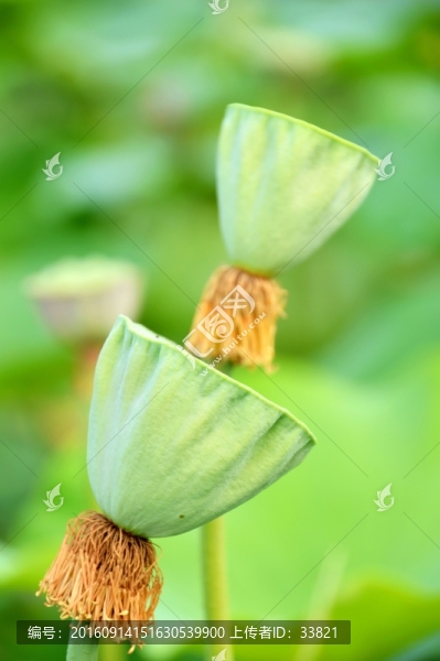 蓮蓬