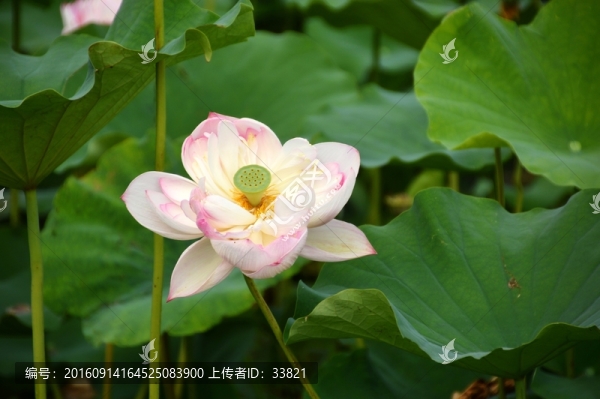荷花