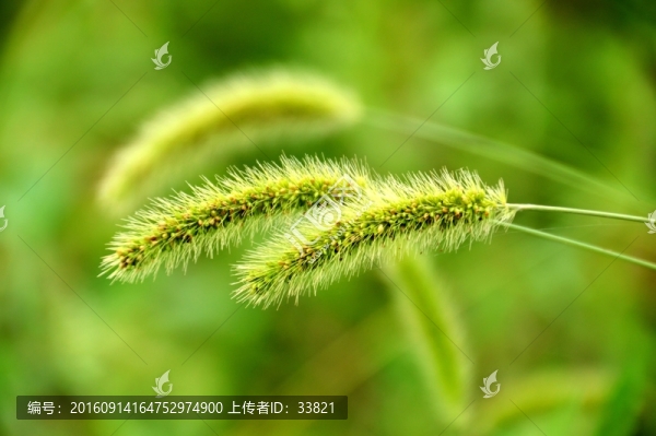 狗尾巴草
